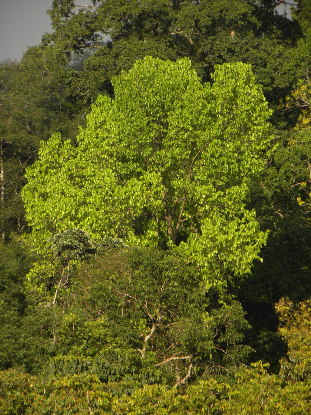 Amazonian Milk Tree (Brosimum utile)