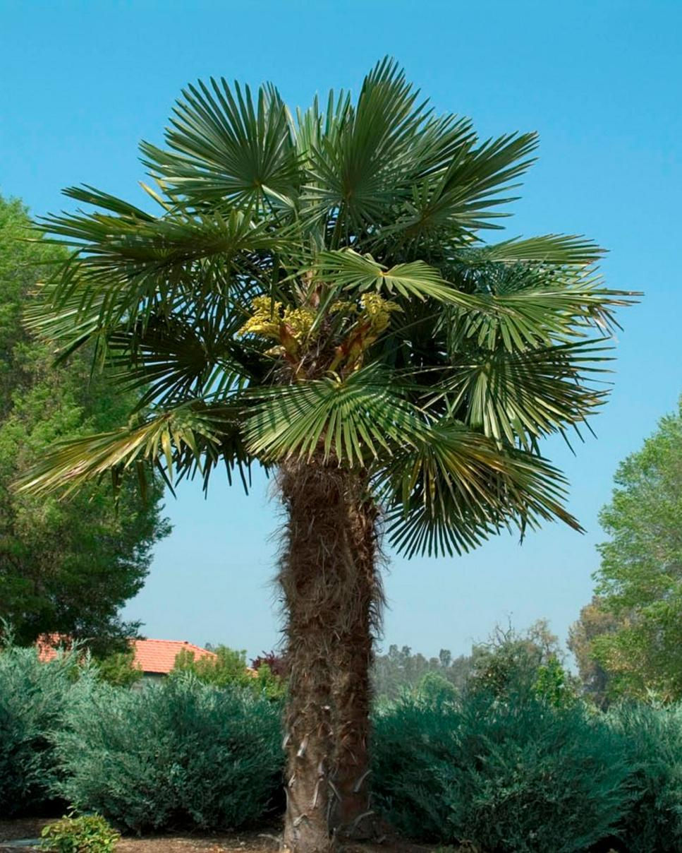 Windmill Palm (Trachycarpus fortunei)