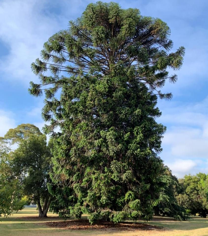 Bunya Pine (Araucaria bidwillii)