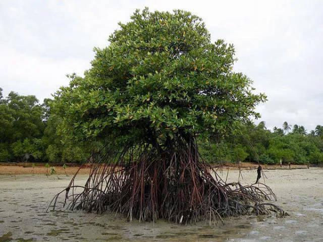 Asiatic Mangrove (Rhizophora apiculata)