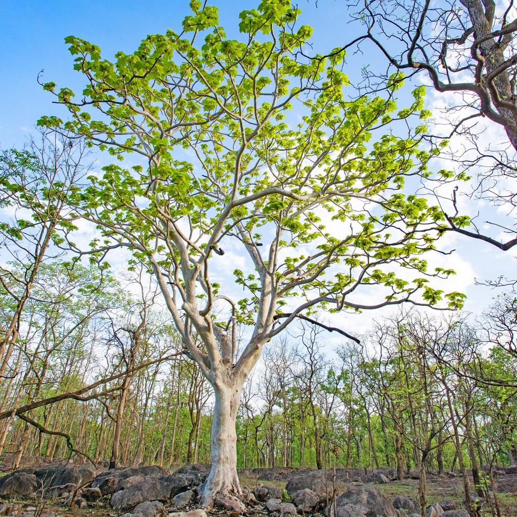 Karaya Gum Tree (Sterculia urens)