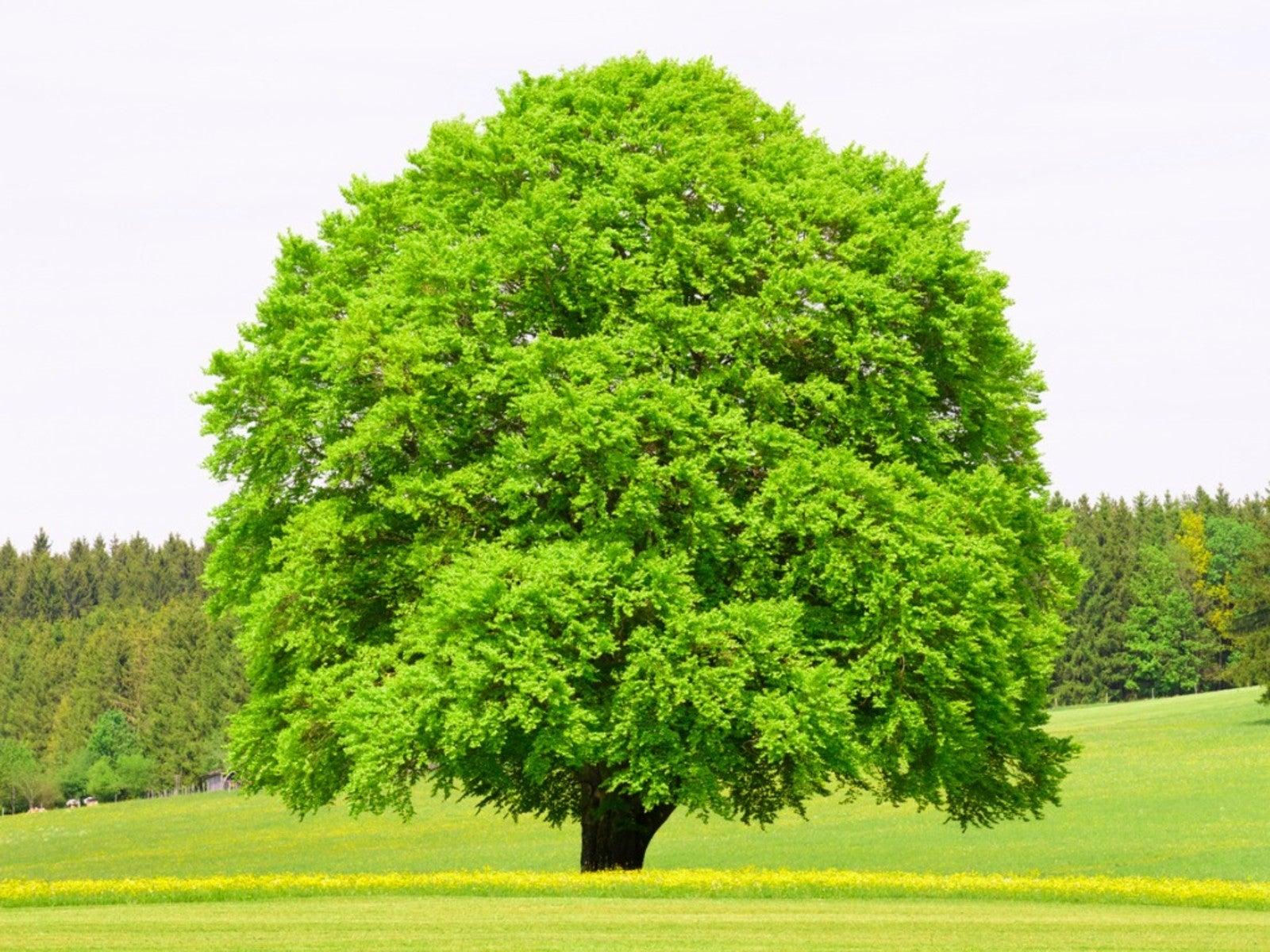American Beech (Fagus grandifolia)