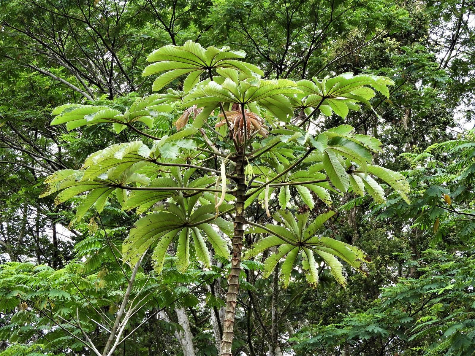 Trumpet Tree (Cecropia obtusifolia)