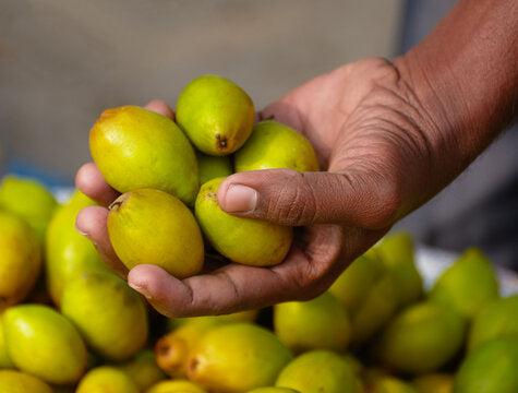 Thumbnail: Umarí Tree (Poraqueiba sericea)