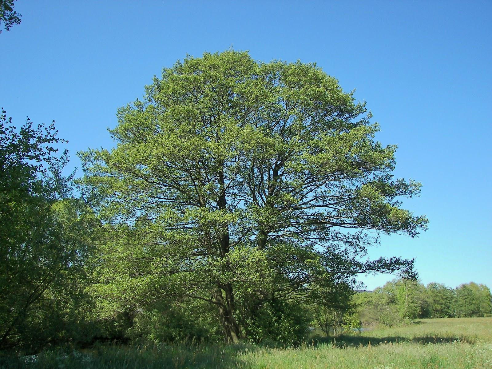 Speckled Alder (Alnus incana)