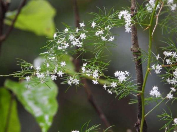Shatavari (Asparagus racemosus)