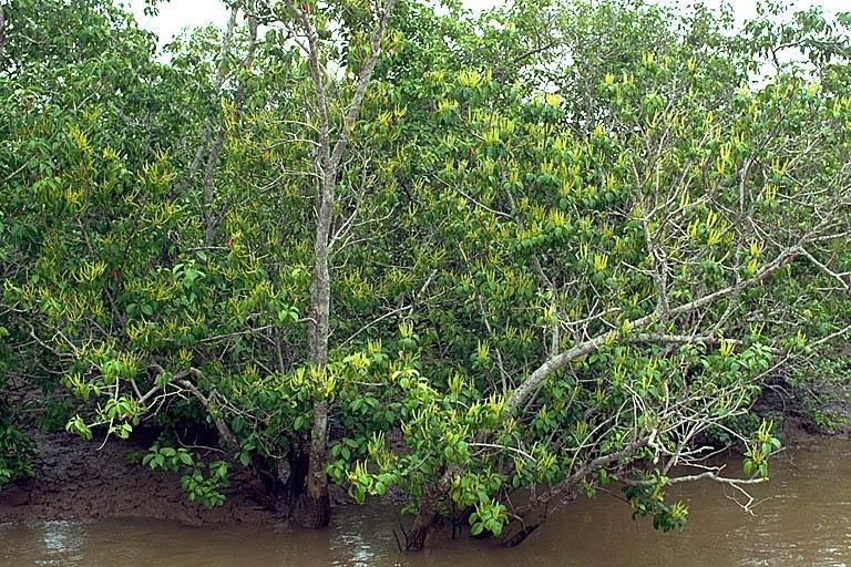 Blind Your Eye Mangrove (Excoecaria agallocha)