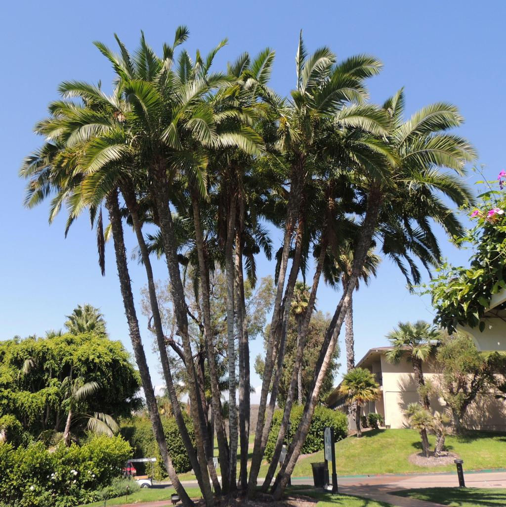 Senegal Date Palm (Phoenix reclinata)