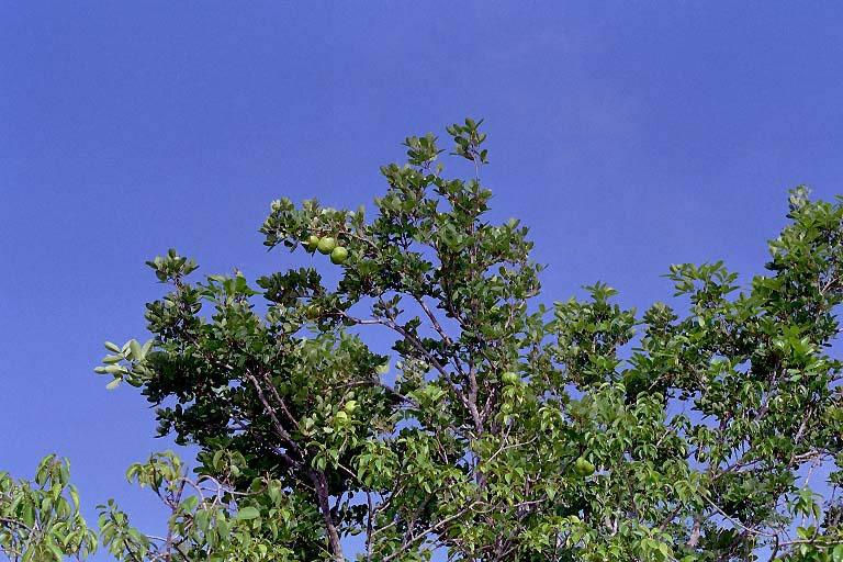 Cedar Mangrove (Xylocarpus moluccensis)