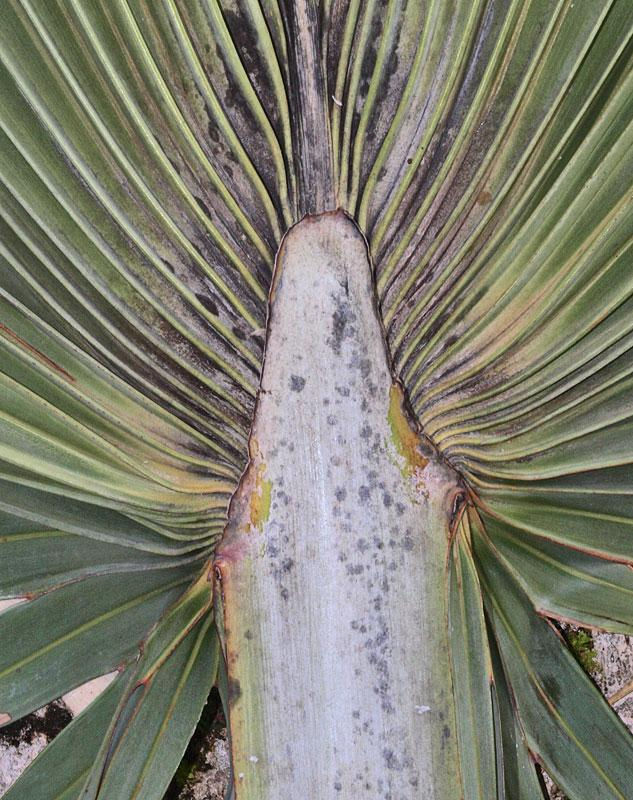 Thumbnail: Blue Latan Palm (Latania loddigesii)