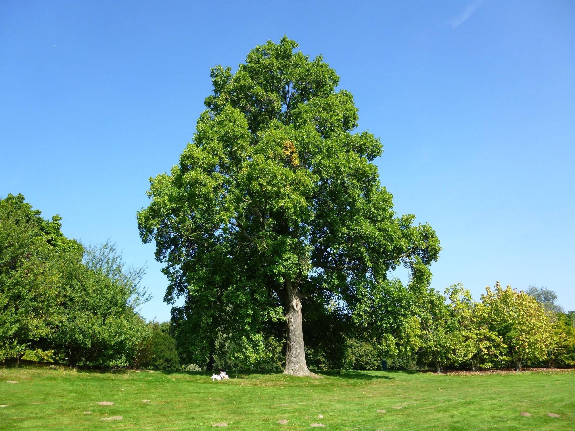 Tulip Tree (Liriodendron tulipifera)
