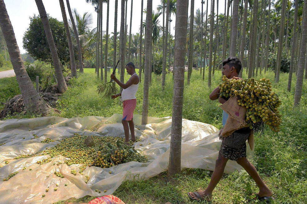 Thumbnail: Betel Nut Palm (Areca catechu)