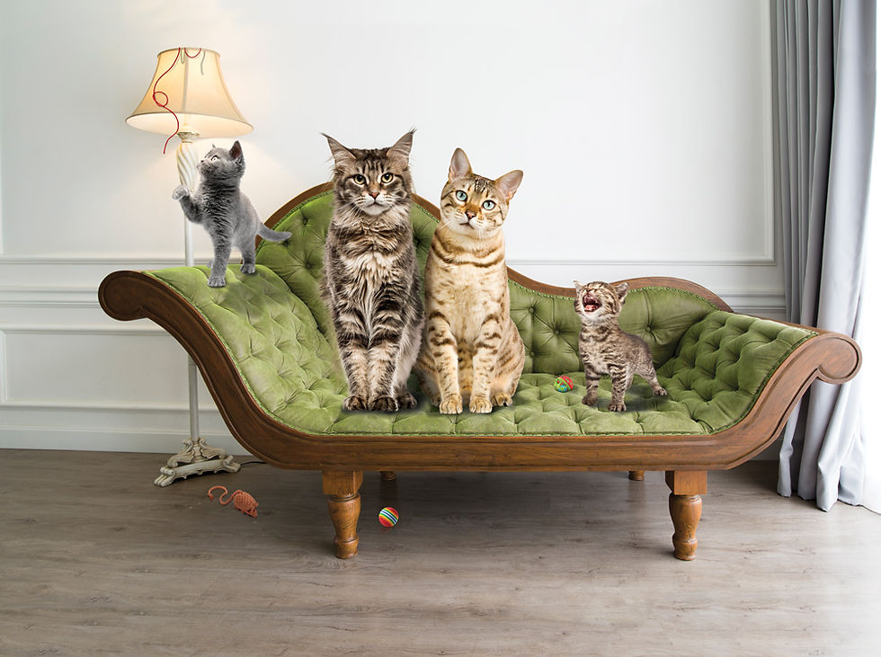 Thumbnail: Fromm Cat Family