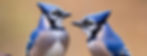 blue jays' feathers up close_edited.jpg