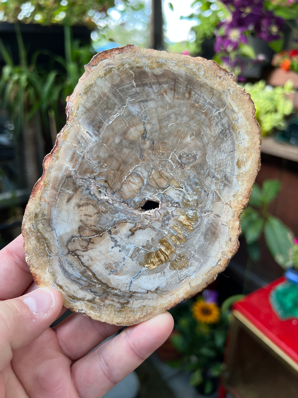 Petrified Wood Slice