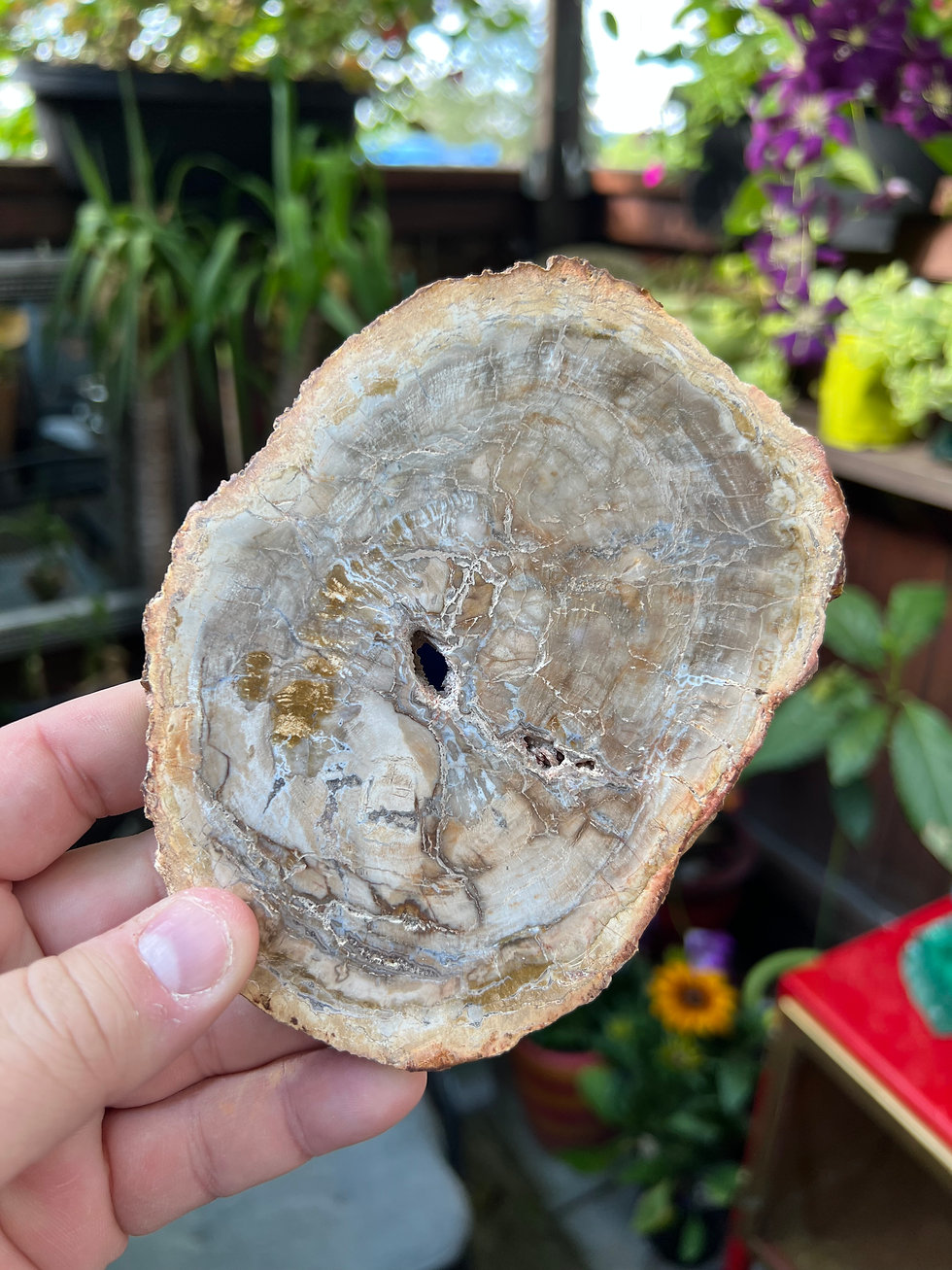 Thumbnail: Petrified Wood Slice