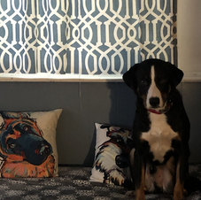 IMG_9376 Bernese.PNG