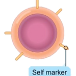 mhc (transparent).png