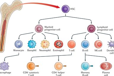 immune cells pics.png