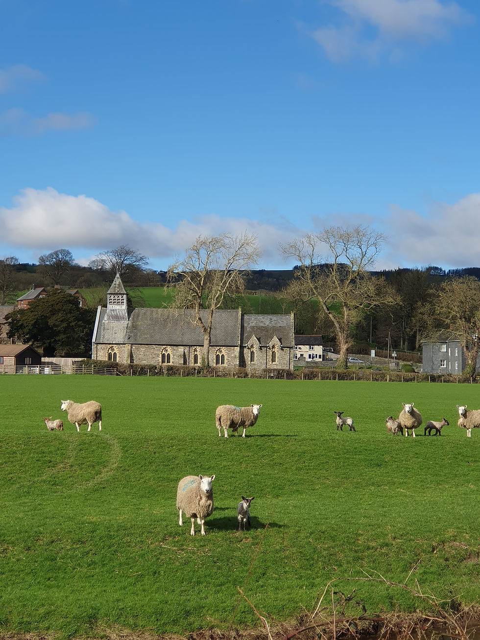 Sheep and lambs stand on a large stretch of grass looking curiously towards the camera. A church, hills and trees are visible in the beautiful backdrop.