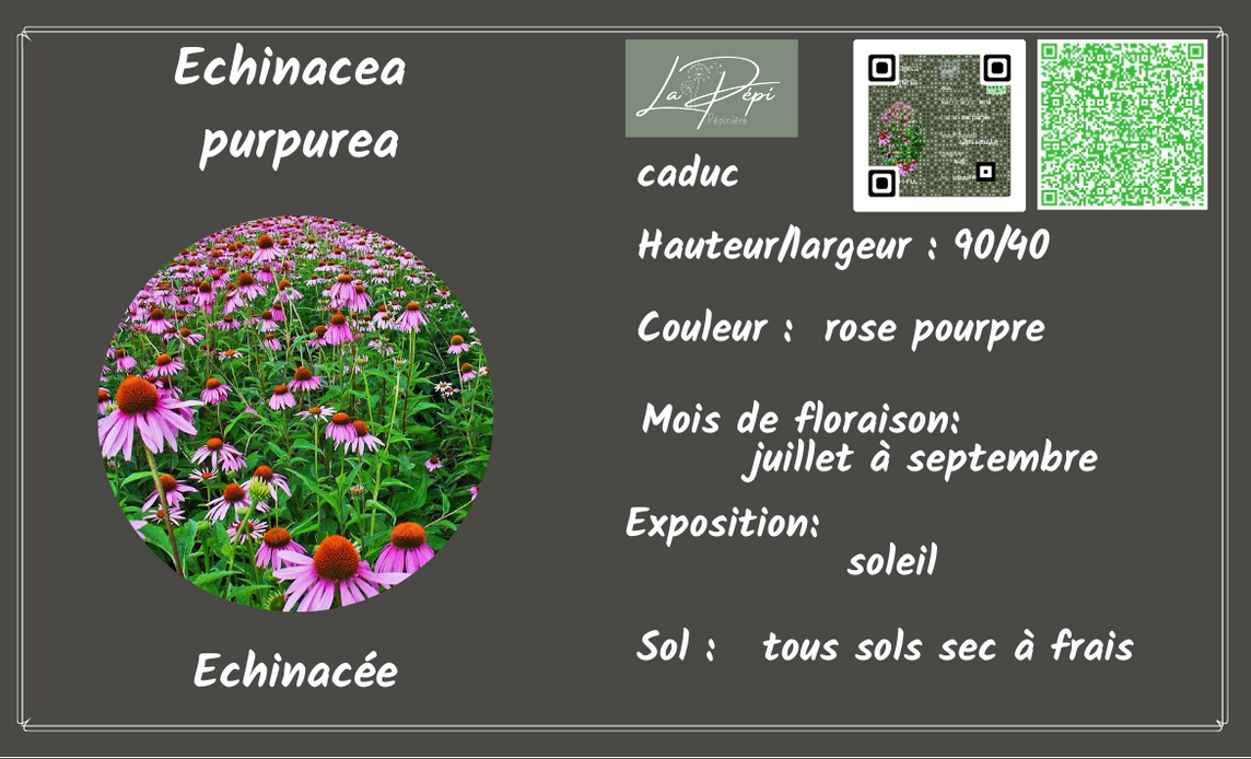 Echinacea Purpurea