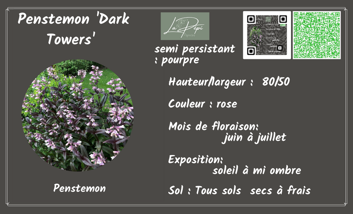 Penstemon 'dark towers'