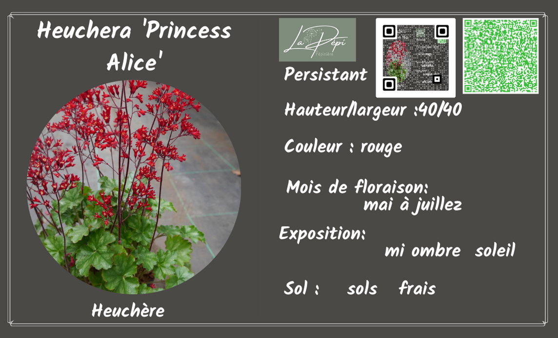Heuchera 'Princess Alice'