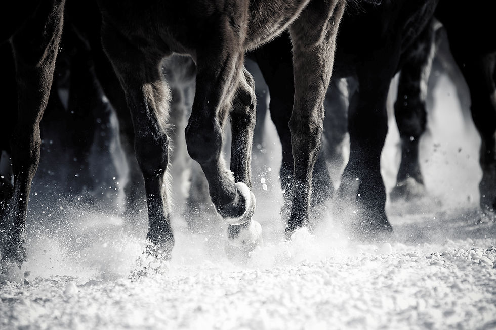 horses.jpg