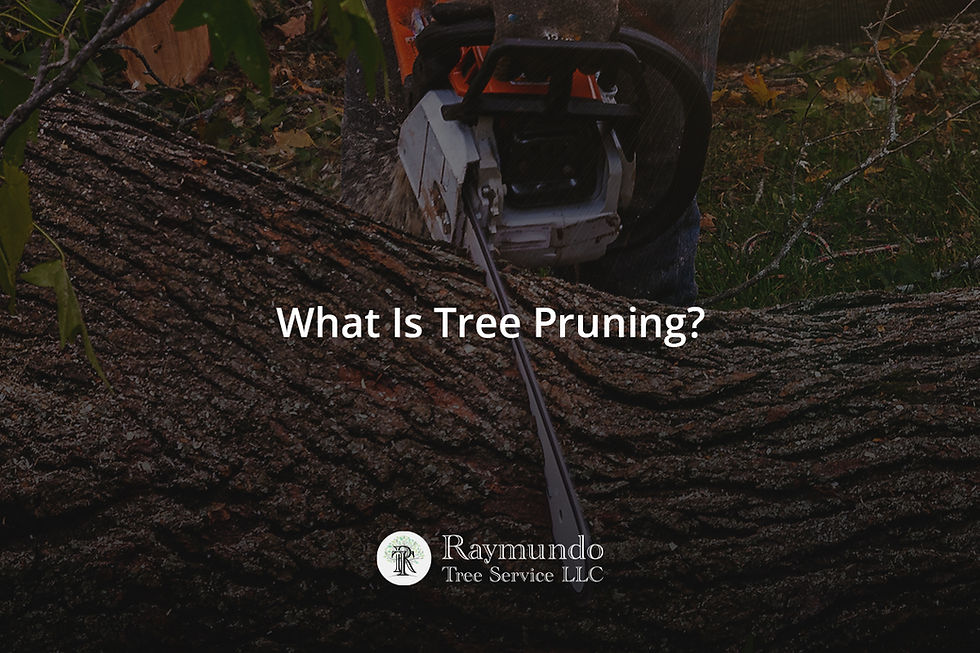 What Is Tree Pruning?