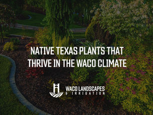 Native Texas Plants That Thrive in the Waco Climate