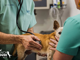 What To Expect At a Pet Checkup