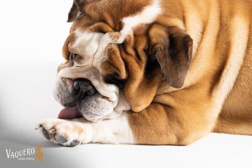 Why Is My Dog Licking Their Paws So Much?