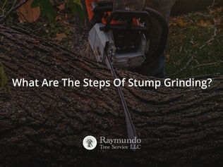 What Are The Steps Of Stump Grinding?