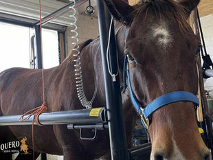 Common Signs Your Horse Needs Veterinary Care