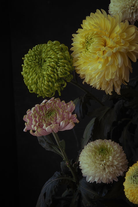 Close-up dark floral arrangement featuring large, round chrysanthemum blooms in shades of vibrant lime green, soft yellow, cream, and dusty pink. The flowers are arranged against a deep black background, highlighting the contrast and texture of the petals.