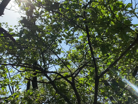 2020.10.6. (火曜日) “광선光線”