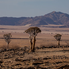 Quiver trees