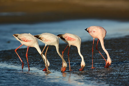 Four pelicans searching for food