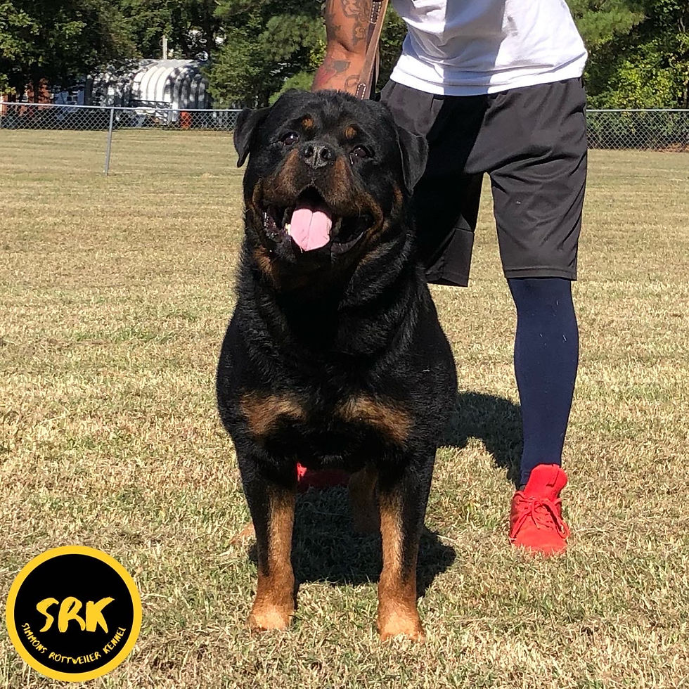Thumbnail: Pup from Skylar X Adonis Litter