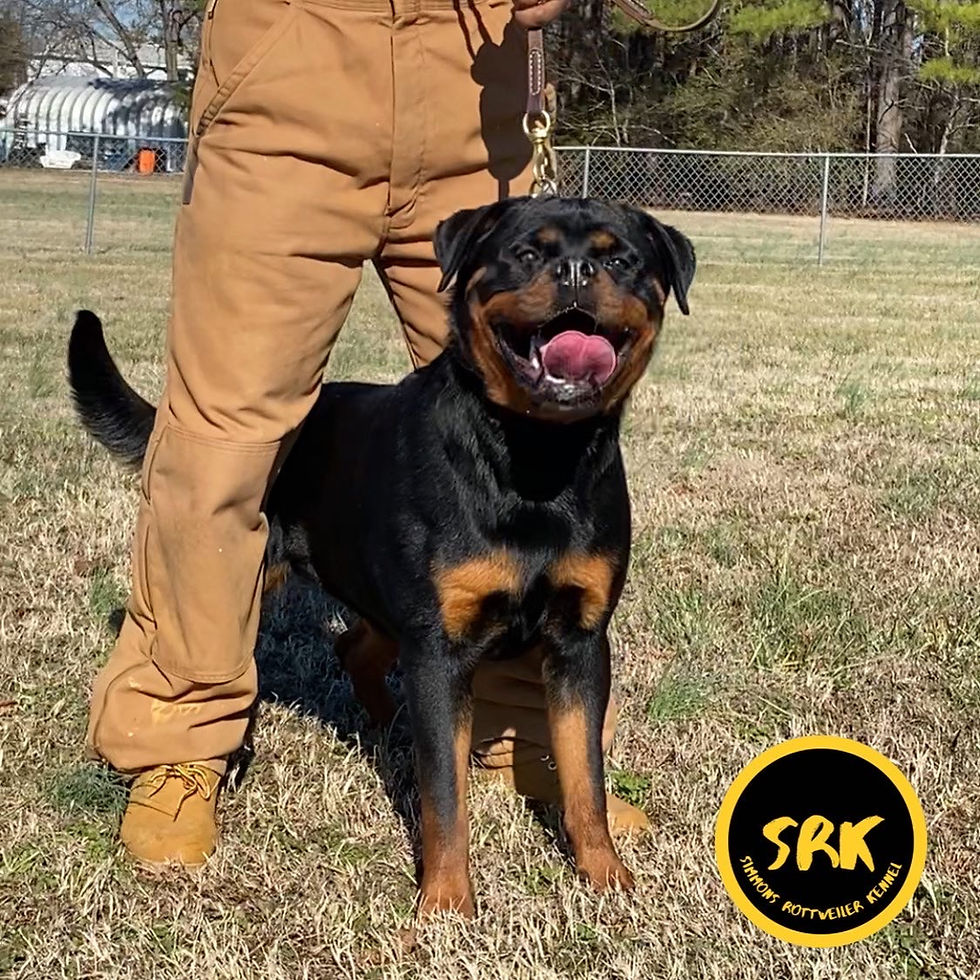 Thumbnail: Pup from Skylar X Adonis Litter