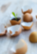 Germinated Plant _edited.png