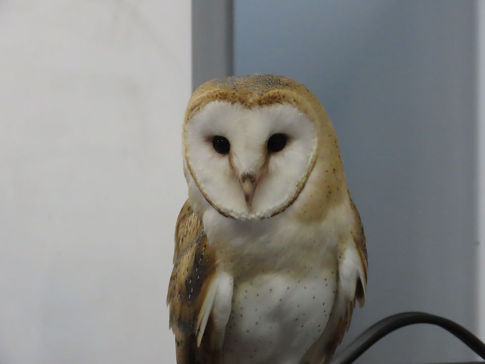 A Day with Bob and His Feathered Friends at School