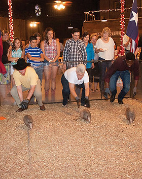 Wild Texas Experience Armadillor