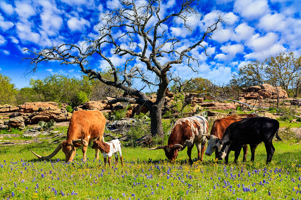 Cattle grazing in a bluebonnet field on a ranch in the Texas Hill Country.jpg