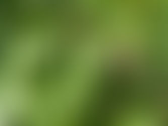 Baum des Jahres 2025 – Roteiche