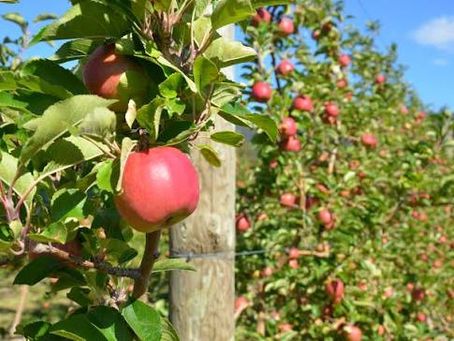 Tackling Indigenous Australia's Food Insecurity