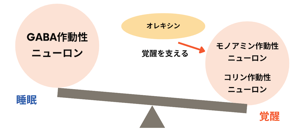 睡眠 オレキシン