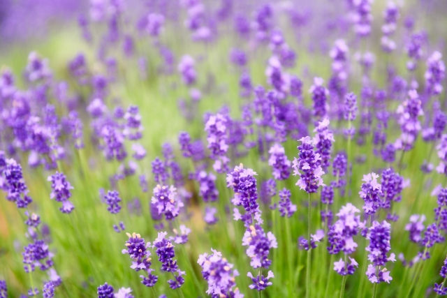 ラベンダーの花