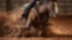 Horse Judging (Reining & Ranch)