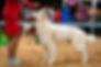 Dog Showmanship & Agility